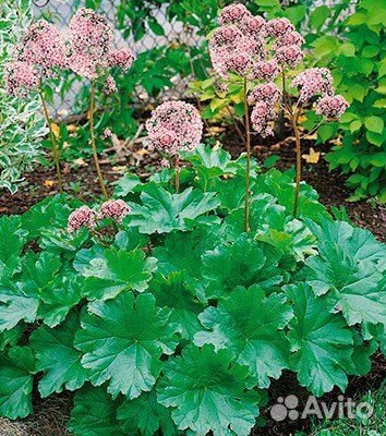 Дармера щитовидная