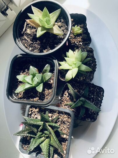 Хавортии разные