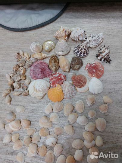 Морские ракушки раковины