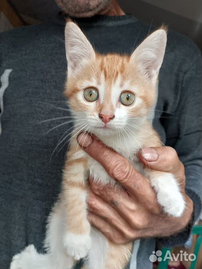 Котята
