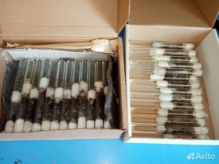 Муравьи вида messor structor