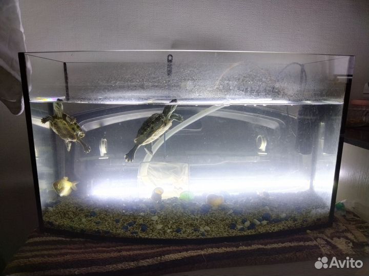 Аквариум