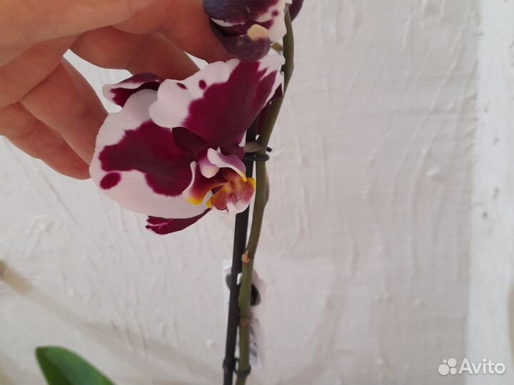 Орхидея фаленопсис Мамон