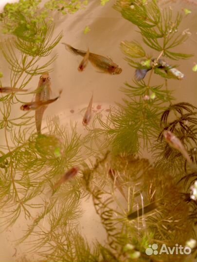 Гуппи, роголистник