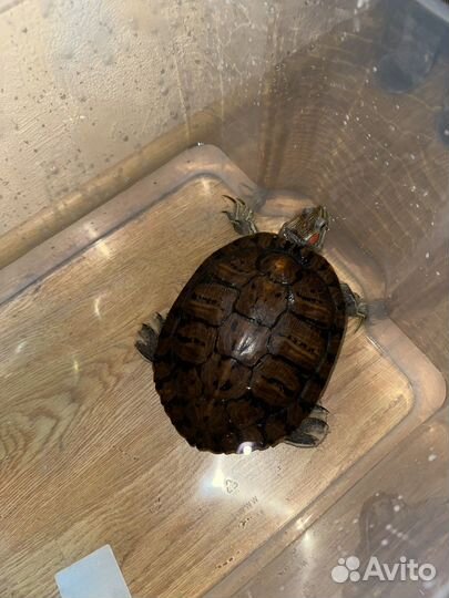 Красноухая черепаха