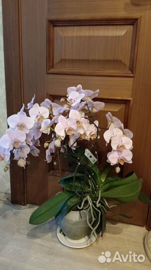 Орхидея фото продаваемого растения