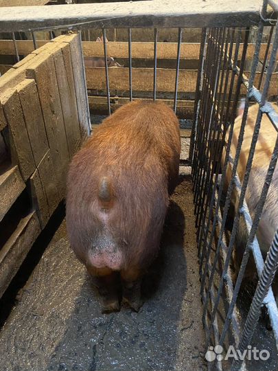 Хряки чтстопородные