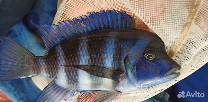 Попугаи,Сомы,Боции,Скаты,Змеегол, Коридор.Скалярия