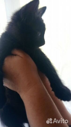 Отдадим домашнего котенка в хорошие руки