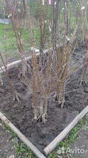 Саженцы вишни