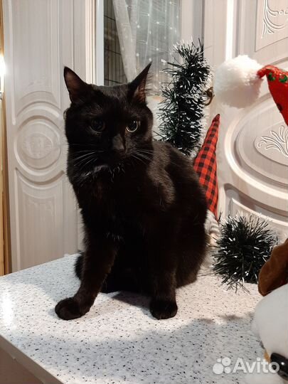 Мурзик в добрые руки