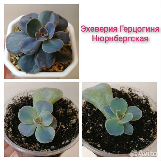 Суккуленты,эхеверии (эчеверии), хавортии