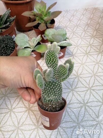 Замиокулькас Зензи, Агава, Эониум, Каланхоэ