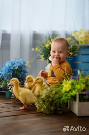 Фотосессия в студии с кроликом, ежиком