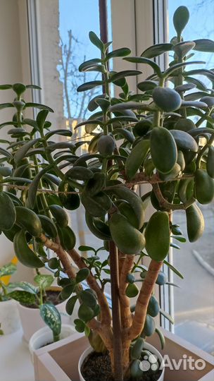 Комнатные цветы