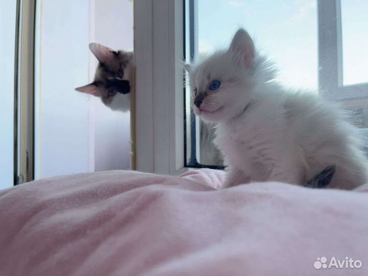 Невская маскарадная