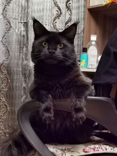 Кот мейн-кун вязка