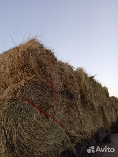 Сено покос 2023