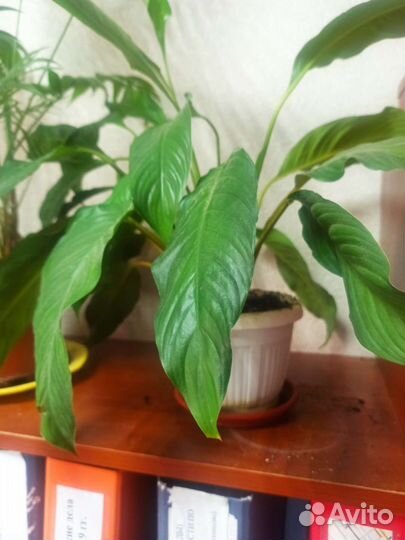 Кливия, спатифилум