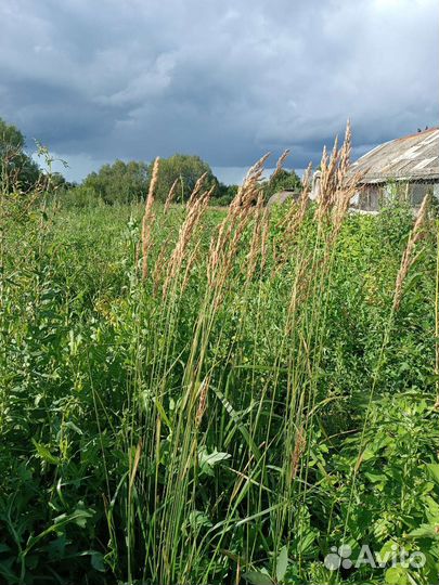 Злаки Вейник остроцветковый Карл Форстер опт/ роз