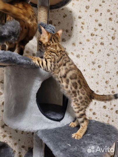 Бенгальская кошка