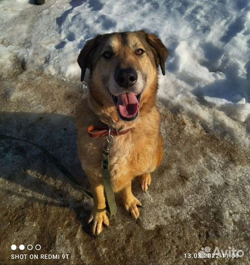 Лучшая собака