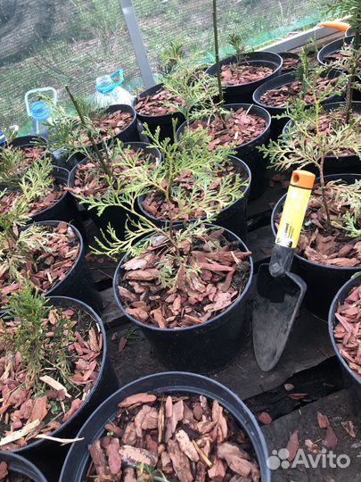 Туя в ассортименте