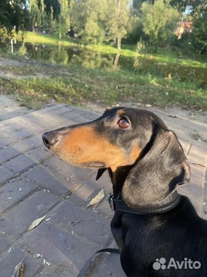 Передержка животных, зооняня