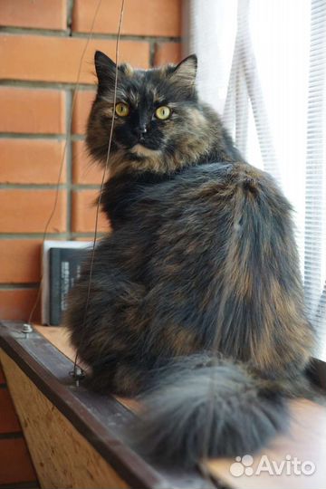 Елизавета ищет дом (волонтерская)