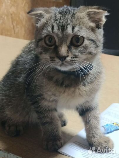 Кошка в дар