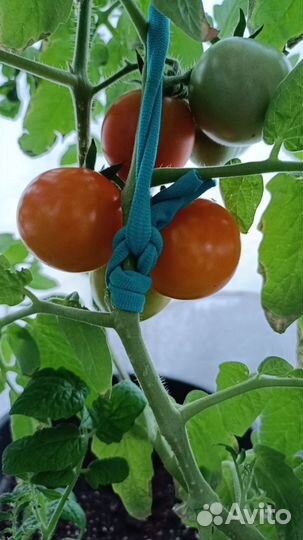 Продаётся коллекционная рассада