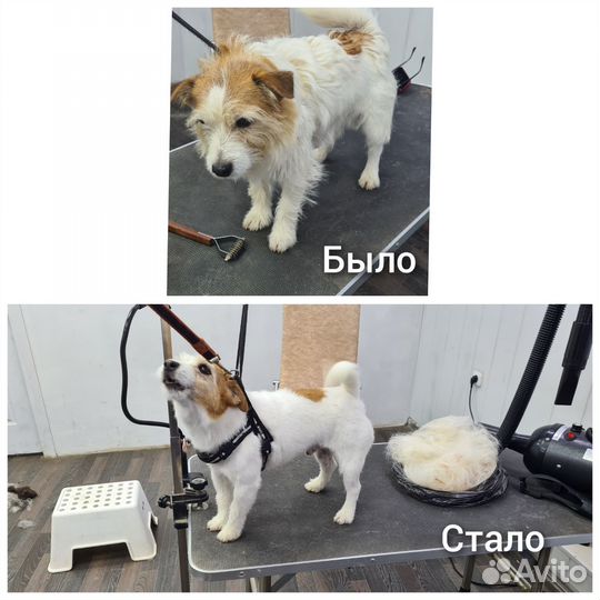 Груминг собак