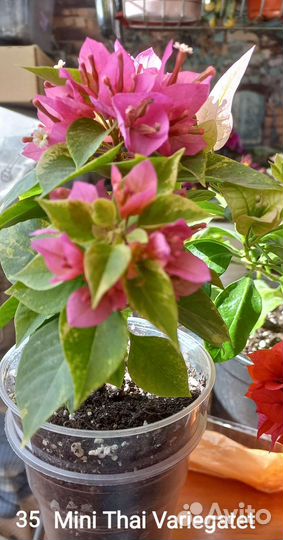 Бугенвиллия черенки