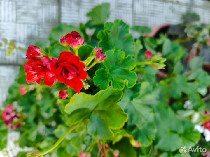 Пеларгонии сортовые
