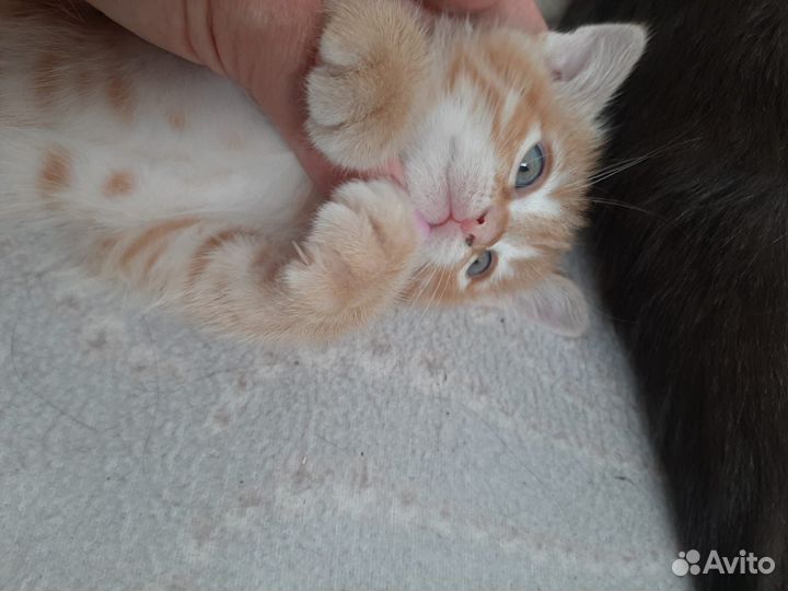Рыжий котенок
