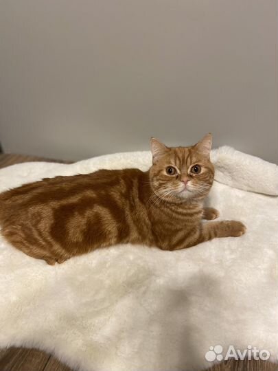 Вязка Котик красный мрамор шотландский страйт