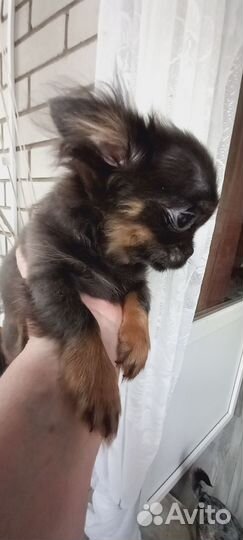 Щенки Чихуахуа мини