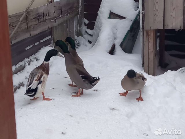 Утки индийский бегунок