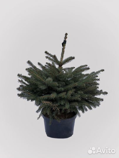 Ель колючая Глаука Кейбаб/ голубая ель/саженцы ели