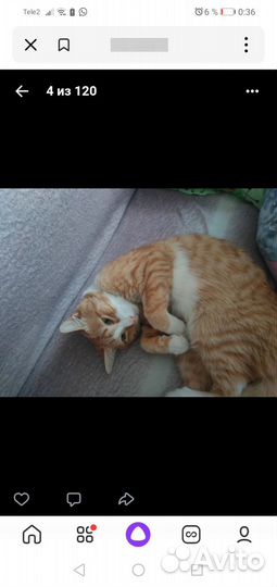 Кошка