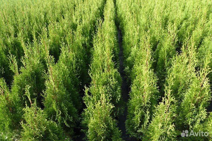 Премиальные Туи 170 см Гарантия 2 года Доставка