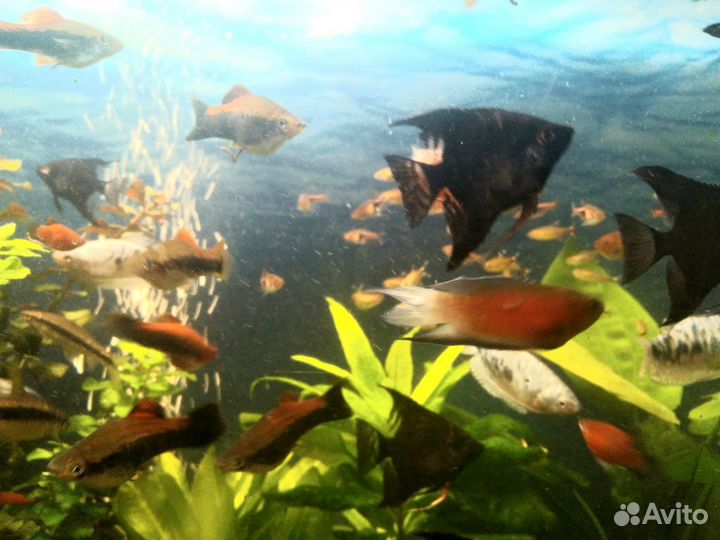 Аквариумные рыбки Неоны Барбусы Тернеции Гурами