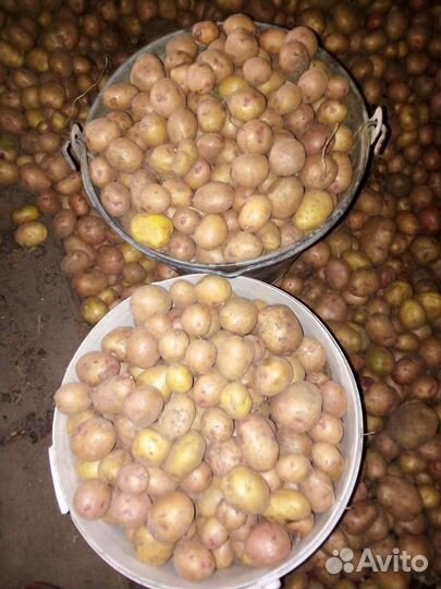 Продукты питания