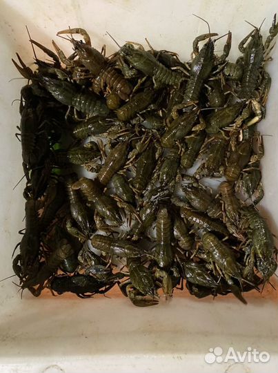 Живые Раки город Жуковский