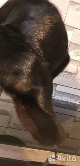 Норковая шапка мужская ушанка