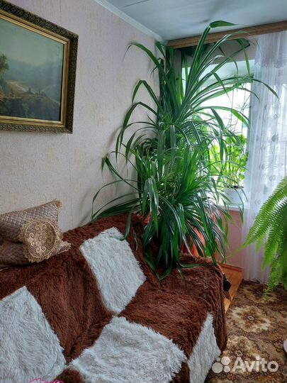 Комнатные растения цветы большие