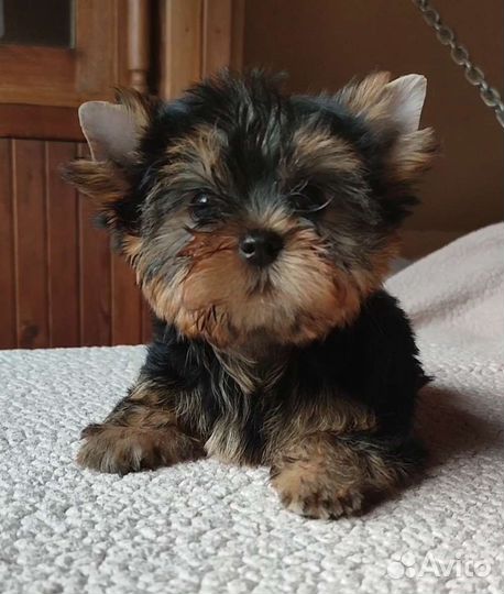 Чудо мальчишки) Йоркширский терьер РКФ