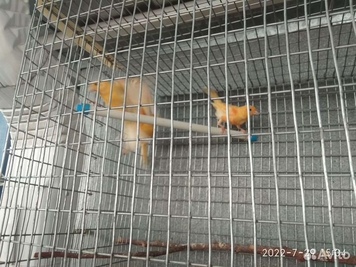 Канарейки и кенара