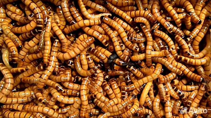 Сверчки,зофобас,корм для стрижей,корм для сверчков