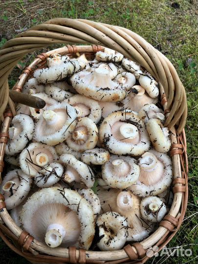 Сырой груздь